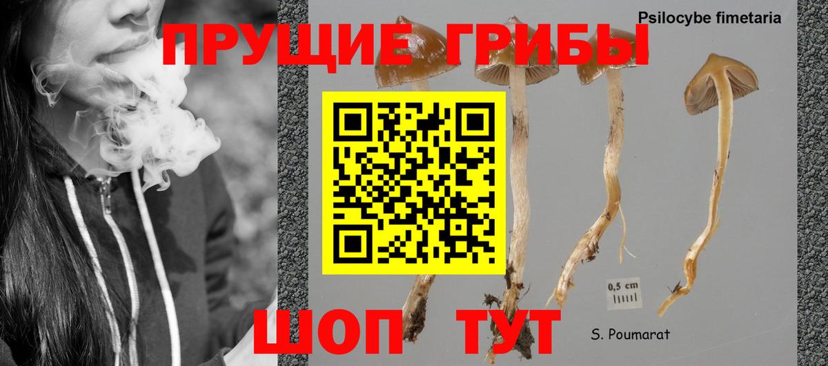 Королёв  Псилоцибиновые грибы ЛСД  Вход с VPN  Галлюциногенные грибы Psilocybine cubensis 